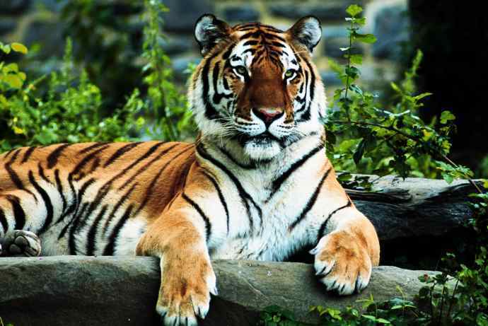 Tiger in Nepal