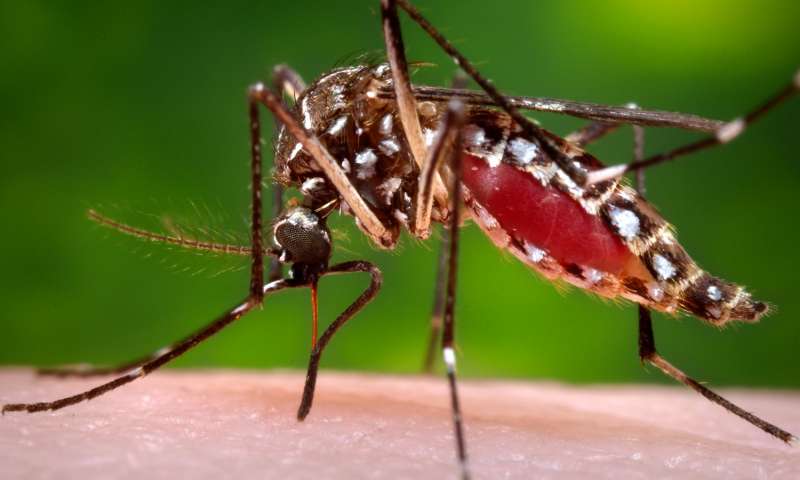 dengue mosquito