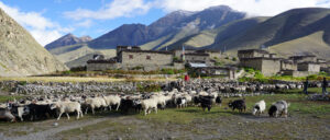 Himalayan Goats in Dolpa.