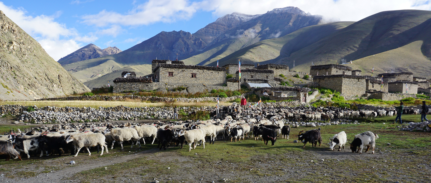 Himalayan Goats in Dolpa.