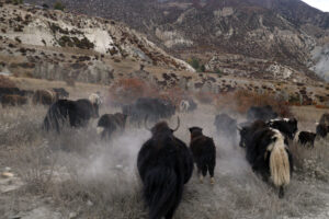 yak in mountain
