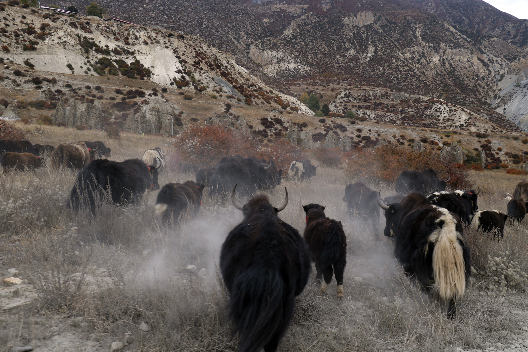 yak in mountain