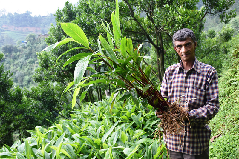 Cardamom