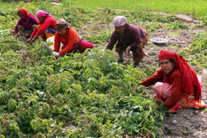 pokhara potato farming