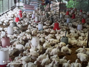 Poultry farming