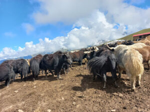 Nepali Yak in mountain region.