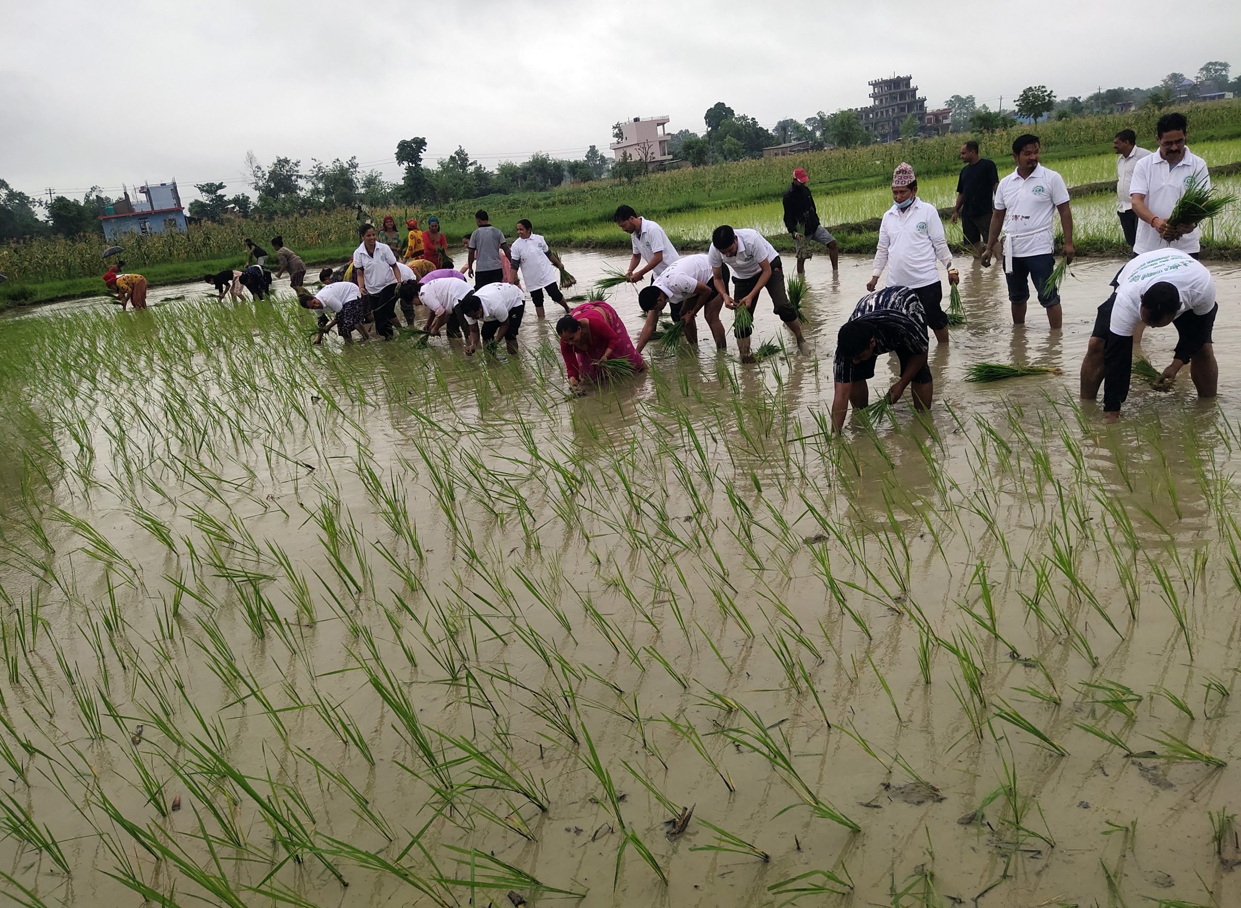 Rice planting