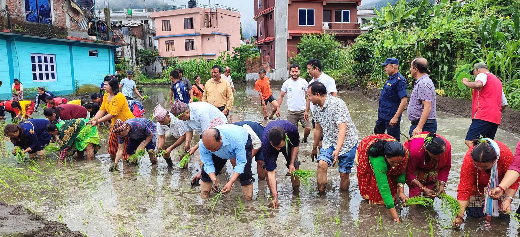 Rice planting