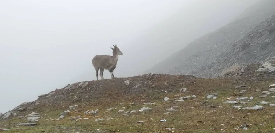 Naur in Manang district.