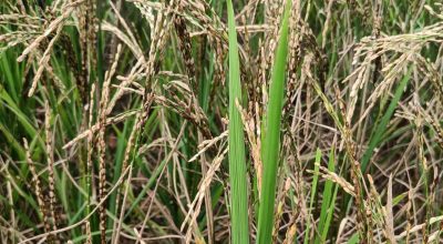 dirty panicle disease in rice plant