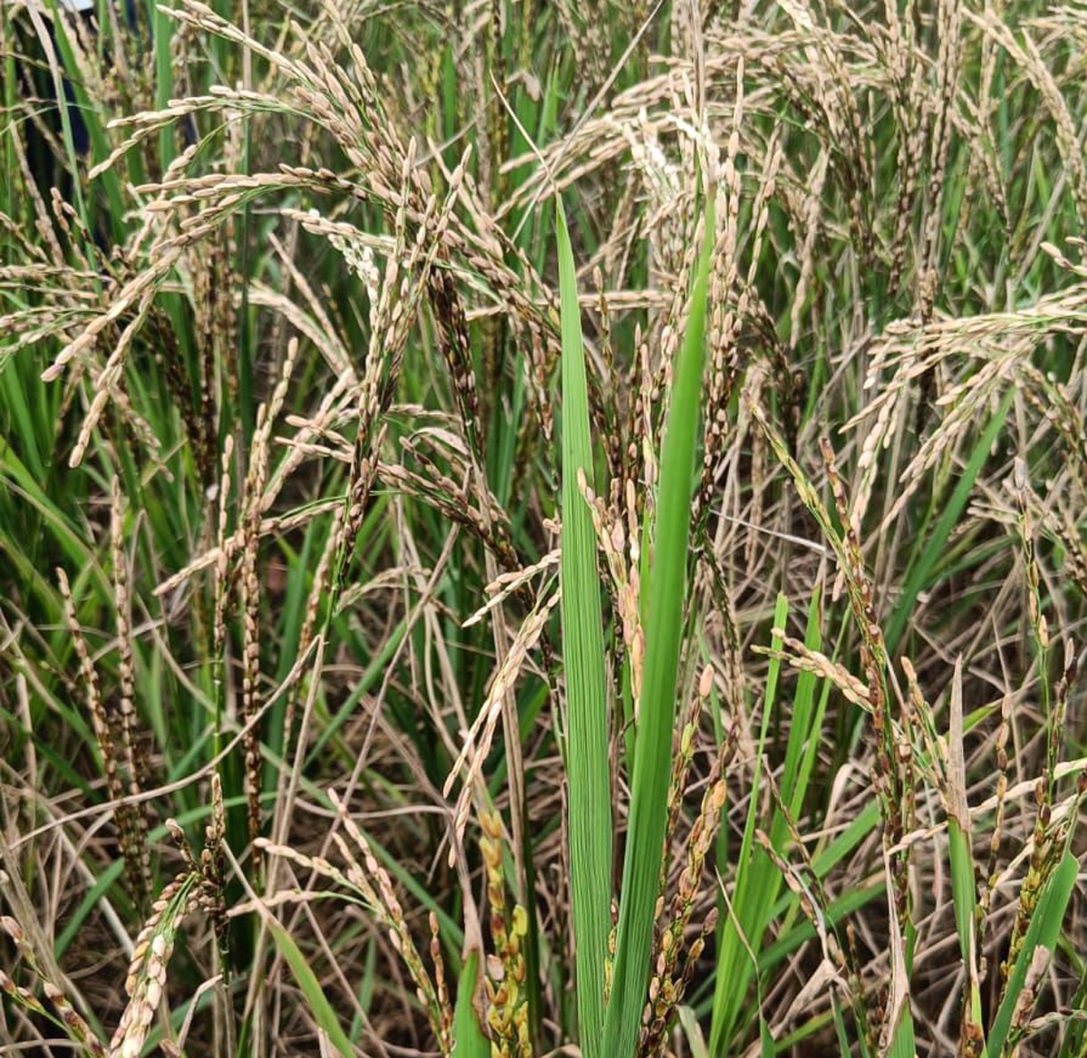 dirty panicle disease in rice plant