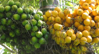 Betel nut plant with fruit (file)