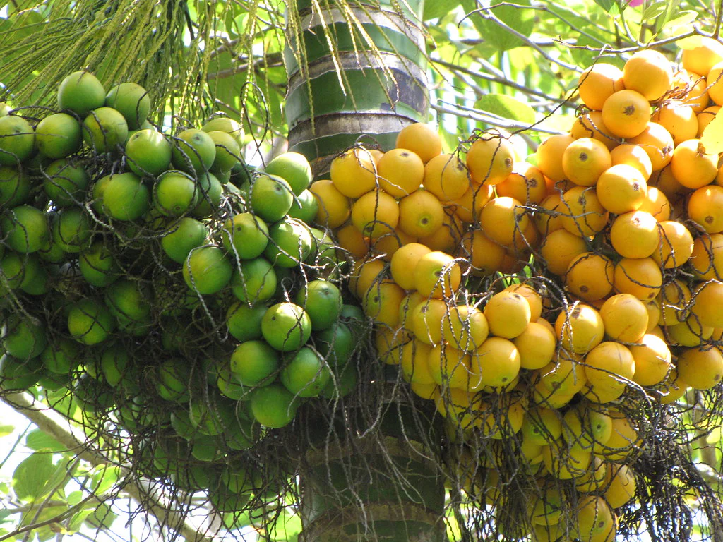 Betel nut plant with fruit (file)