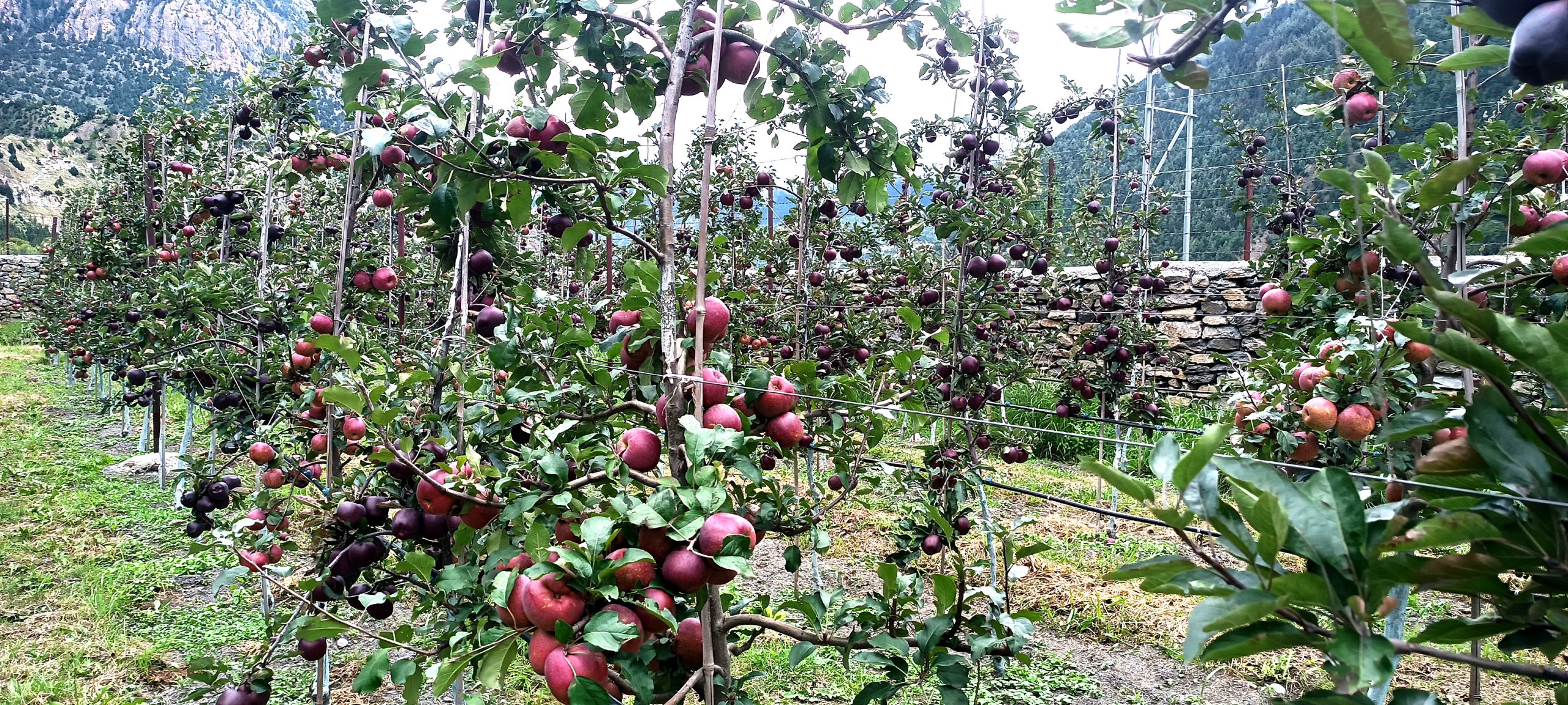 Apple farming successful in Ghunsa and Phaletar