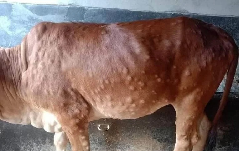 1,116 cattle-head perish in Koshi due to lumpy skin disease