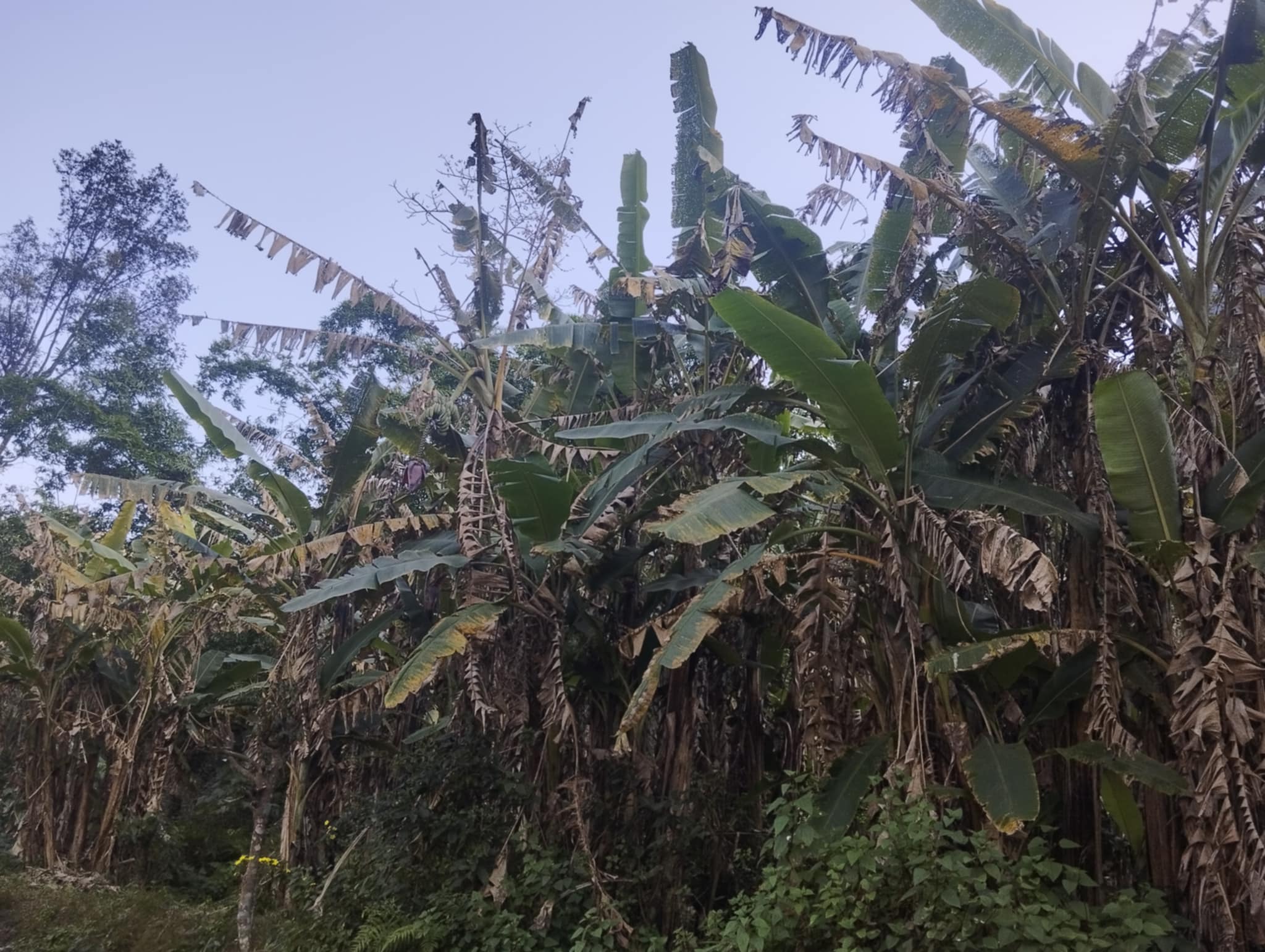 Banana farming in Chitwan reports TR4 infection