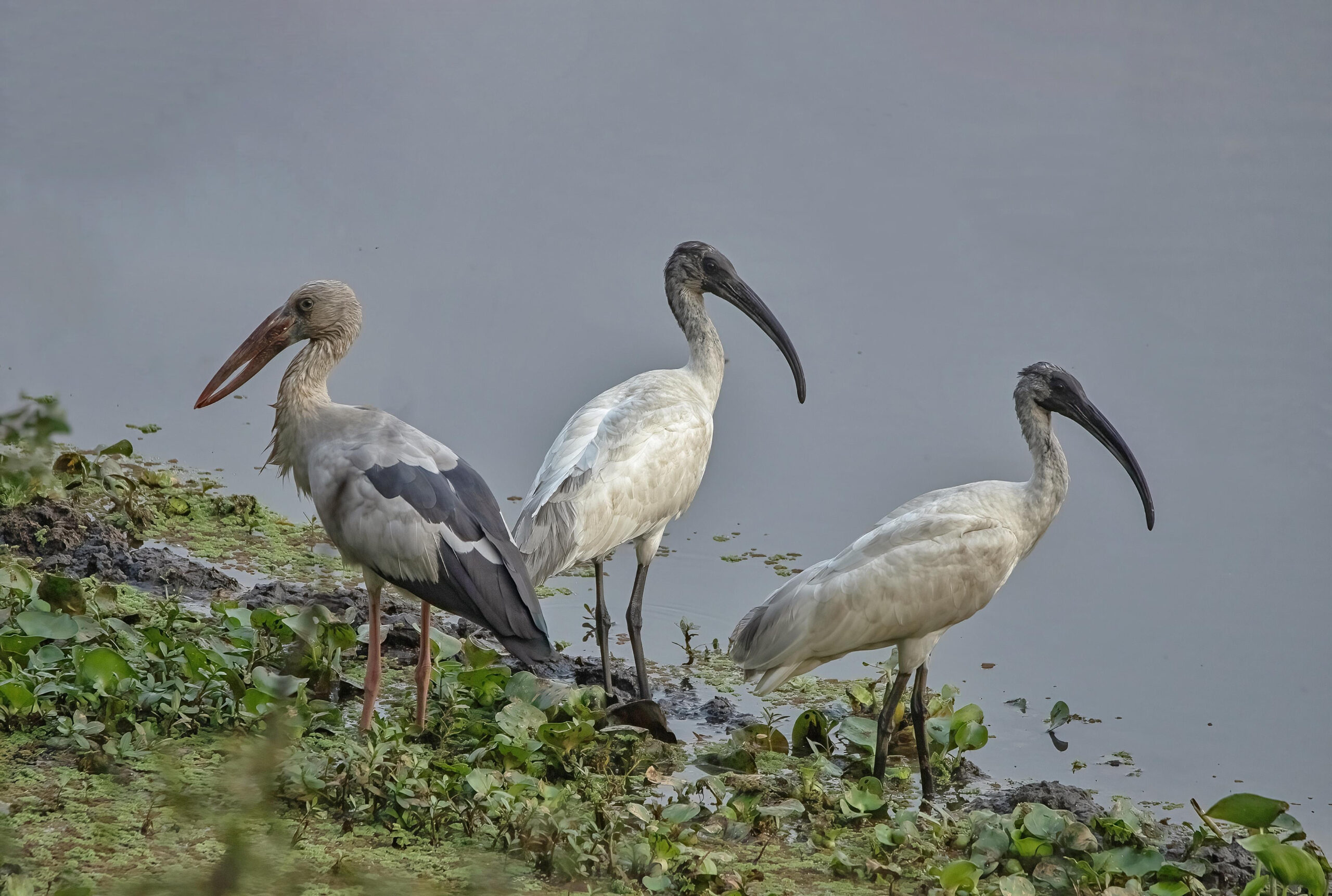Number of water birds declines in Nepal in recent years