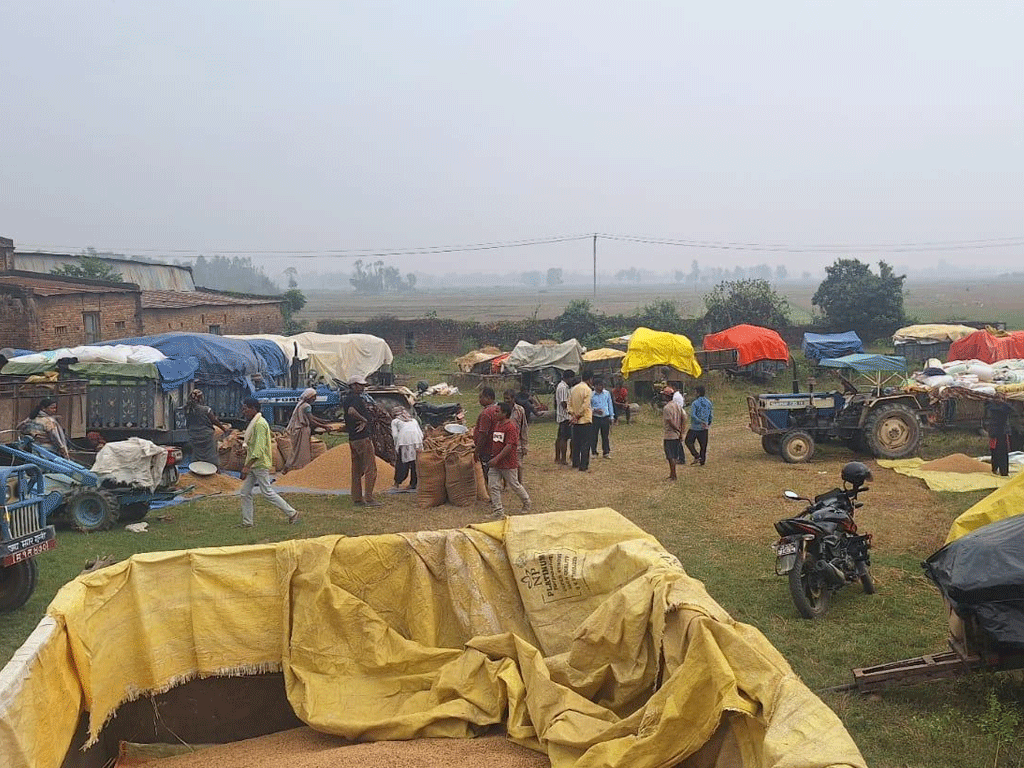 11,000 quintals of paddy purchased from farmers